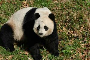 negro y blanco gigante panda oso sentado en su ancas foto