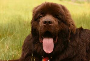 Gorgeous Look Into the Face of a Newfie photo