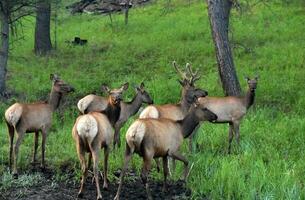 Herd of Wild Stag Elk in the Summer photo