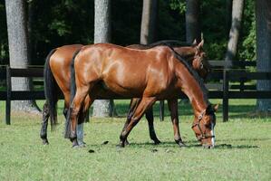 Pair of Beautiful Warmblood Horses Grazing  in Pasture photo