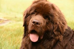 Large Fluffy Chocolate Brown Newfoundland Dog Outside photo