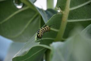 Large Monarch Caterpillar on the Side of a Milkweed Leaf photo