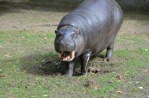 Is This Pygmy Hippo Smiling at You photo