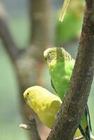 Couple of Green and Yellow Budgerigar Sitting in a Tree photo