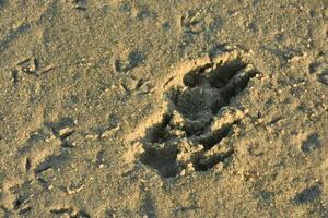 Sandy Beach with an Imprint of a Dog Paw photo