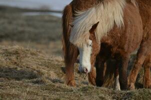 Sweet Shaggy Icelandic Ponies Grazing in a Field photo