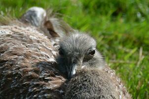 Rhea a Flightless Bird Resting in the Sunshine photo