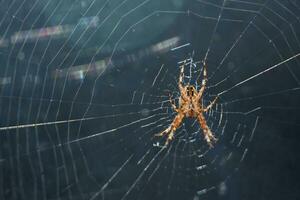 cerca arriba Mira a el debajo lado de un araña foto