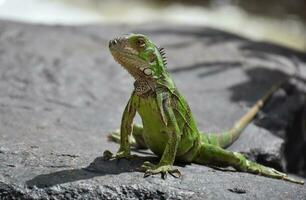 maravilloso cerca arriba Mira a un verde iguana foto