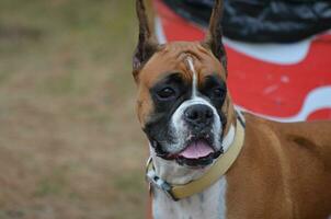 Happy Boxer Dog Face photo