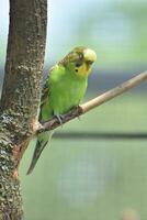 Bright Parakeet Sleeping on a Tree Branch photo