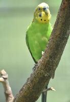 Perfect Common Parakeet Sitting on the Trunk of a Thin Tree photo