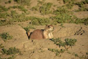 Watchful Prairie Dog in a Burrow Looking Out photo