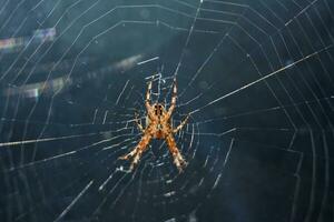 debajo lado de un grande araña en un web foto