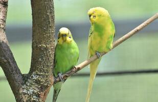 Pareja de común periquitos sentado en un árbol rama foto