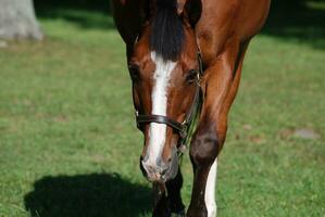 Wandering Bay Horse in a Large Pasture photo