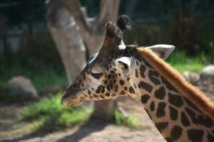 Adorable wild giraffe with a pretty pattern coat photo