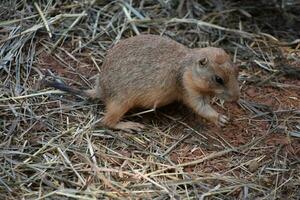 Black Tailed Prairie Dog Eating a Blade of Grass photo