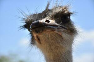 Looking Directly Into the Face of an Ostrich photo