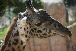 Adorable nubian giraffe with beatiful fur pattern photo