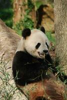 Panda Bear with Teeth Showing While He was Eating Bamboo photo