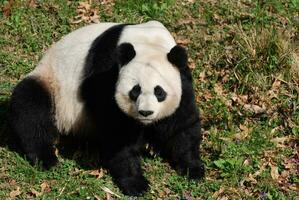 Wild Giant Panda Bear Sitting in Grass photo