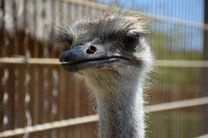 Unattractive Ostrich With Feathers Sticking Up in All Directions photo