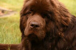 Fantastic Look Into the Face of a Newfie photo