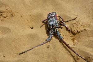 Up Close Look at a Lobster Shell on the Beach photo