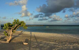 Bush in Aruba Growing in White Sand Beach photo