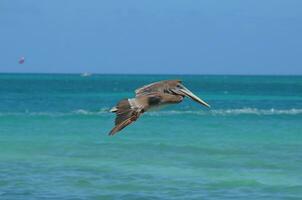 Breathtaking photo of a pelican flying through the carribean sky