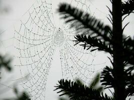 Dew Drops in Gossamer Threads of a Spider's Web photo