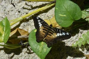 Wings Spread Open on a Brown Clipper Butterfly photo