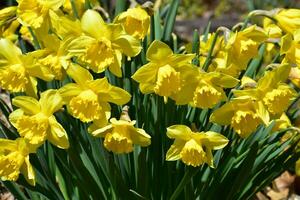 Lush Daffodils Blooming in a Spring Garden photo