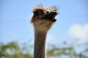 Ostrich with a Long Neck on a Spring Day photo