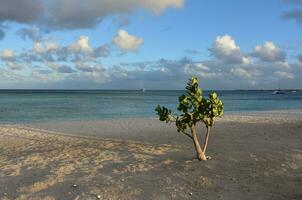 Gorgeous Beach in Aruba with a Pretty Green Bush photo