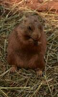 Chubby Black Tailed Prairie Dog Snacking on Straw photo