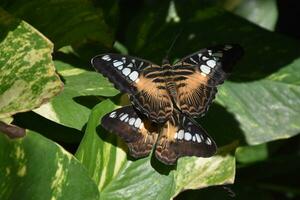 Beautiful Close Up Look of Clipper Butterflies Mating photo