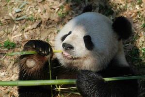 amable gigante panda oso con grande patas foto