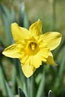 Amazing Look Into the A Flowering Yellow Daffodil photo