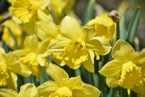 Beautiful Collection of Flowering Yellow Daffodils in Bloom photo