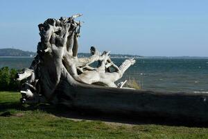 Driftwood Laying on It's Side By the ocean photo