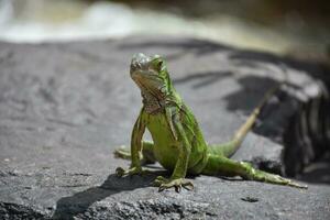 hermosa Mira dentro el cara de un verde iguana foto