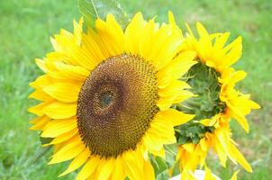 Bouquet of Yellow Sunflowers with Grass in the Background photo