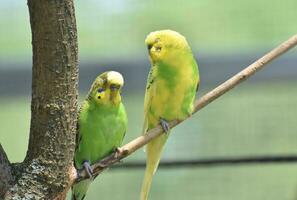 Pair of Yellow and Green Budgies Sitting on a Tree Limb photo