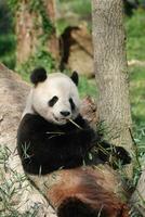 Giant Panda Bear Lounging on Against Tree Trunk photo