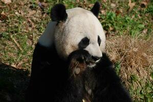 panda oso merienda en un bambú disparar foto