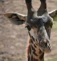 Pretty nubian giraffe with a long neck and nose photo