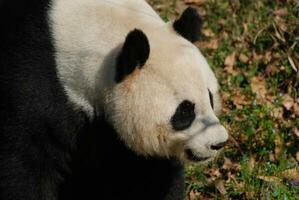 hermosa perfil de un gigante panda oso foto