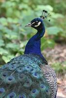 Gorgeous Close Up of this Beautiful Peacock photo